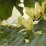 Magnolia acuminata.jpg